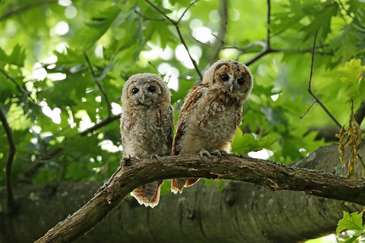 Tawny Owl - ML297156711