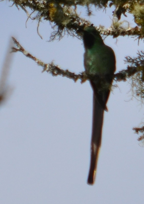 Red-tailed Comet - ML297159331