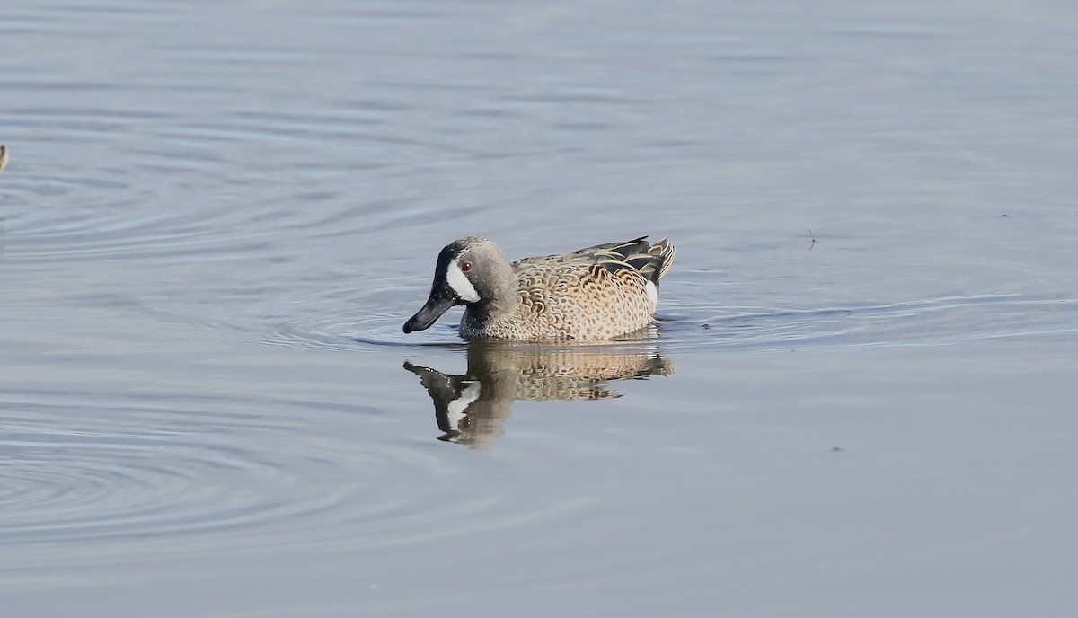 Blue-winged Teal - ML297163581