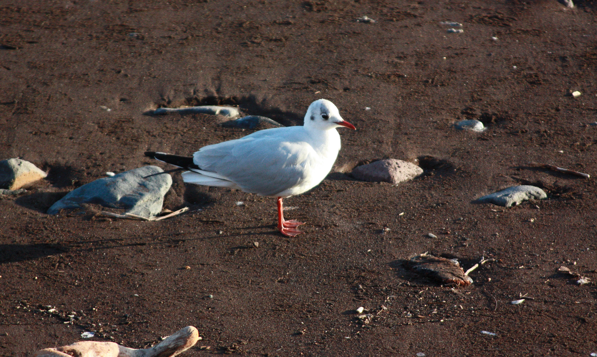 Mouette rieuse - ML297166431
