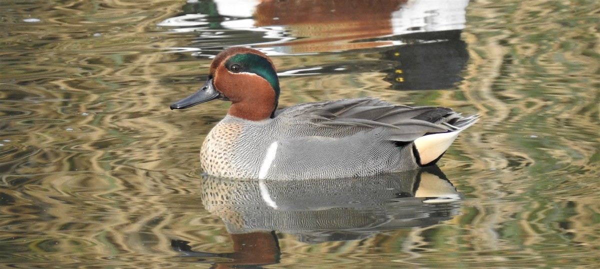 Green-winged Teal - ML297174161