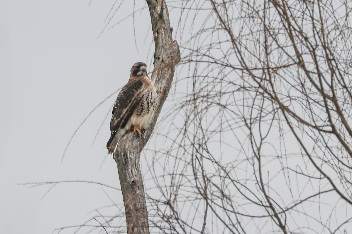 Red-tailed Hawk - ML297184711