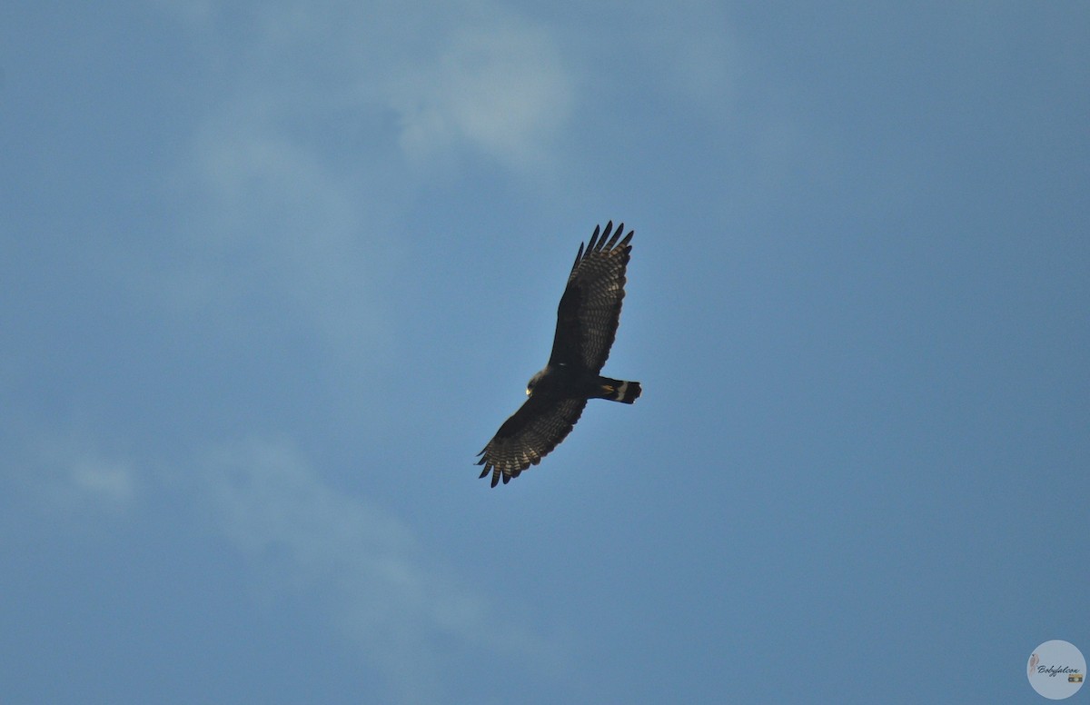 Zone-tailed Hawk - ML297189381