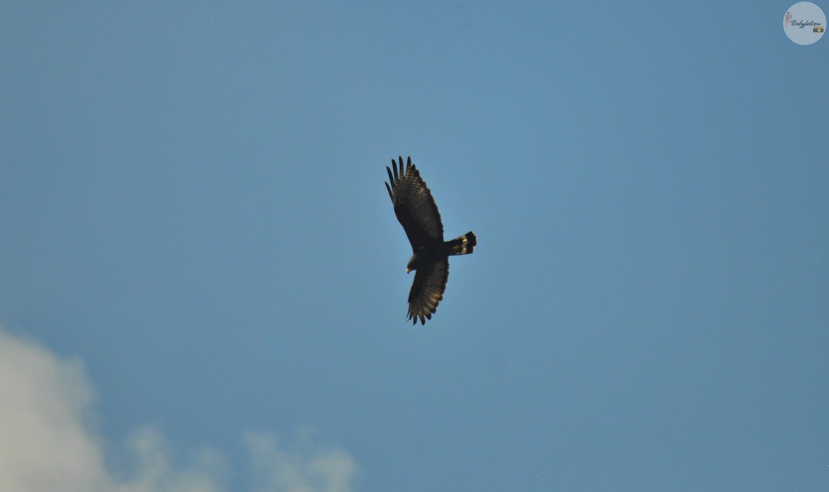 Zone-tailed Hawk - Roberto Amaya