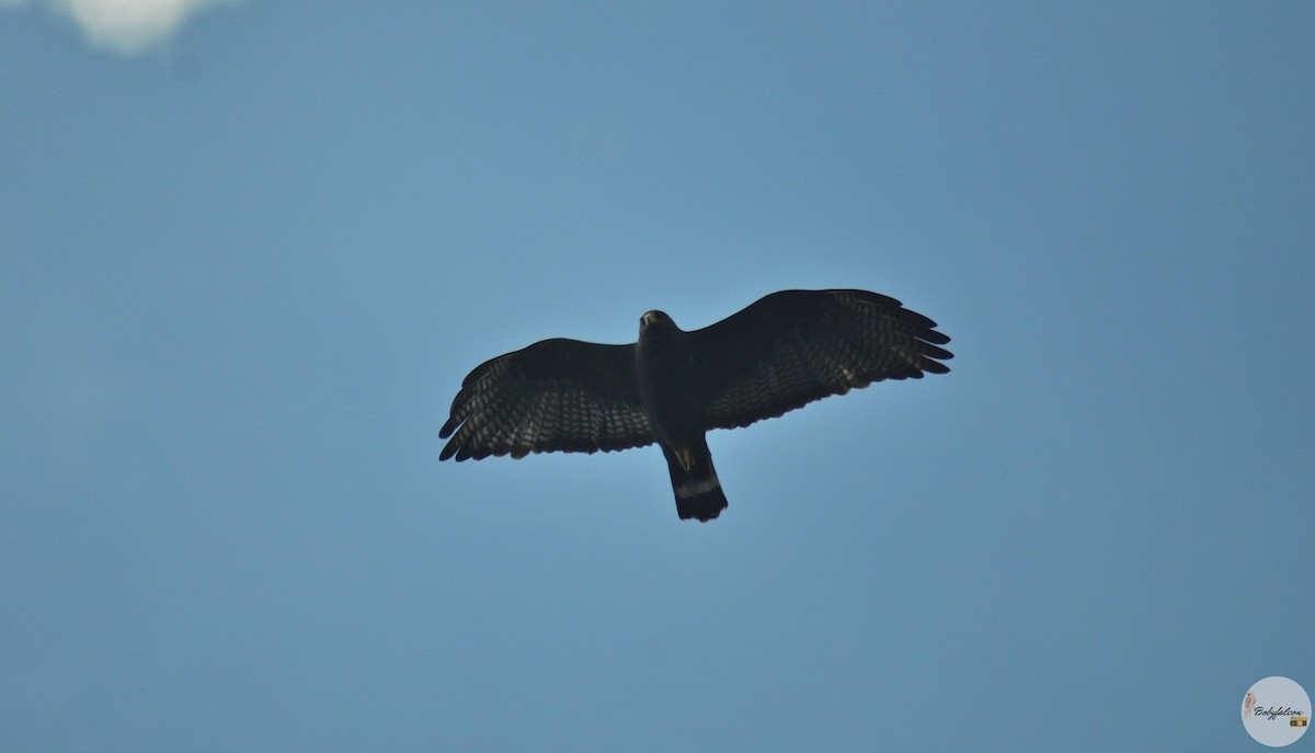 Zone-tailed Hawk - Roberto Amaya