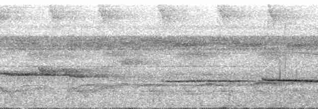Grimpar à longue queue (groupe pallida) - ML29719