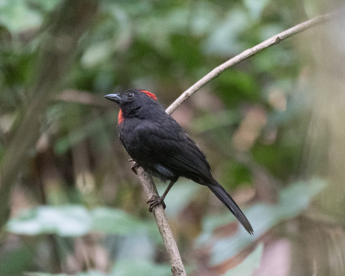 Sooty Ant-Tanager - ML297192481
