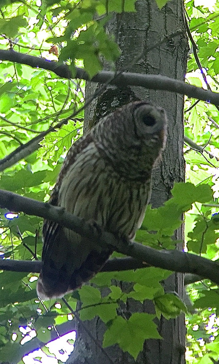 Barred Owl - ML29720251