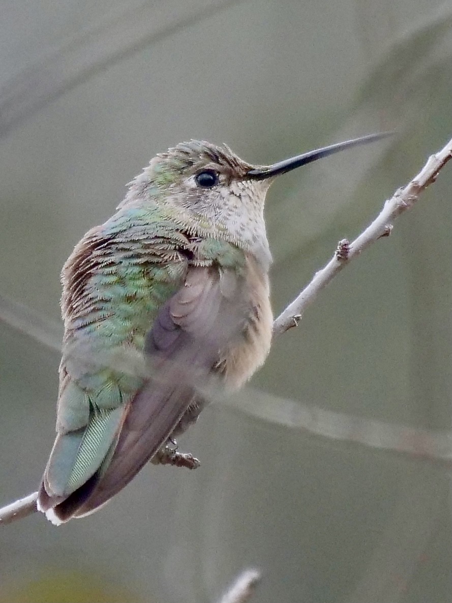 Broad-tailed Hummingbird - ML297208441