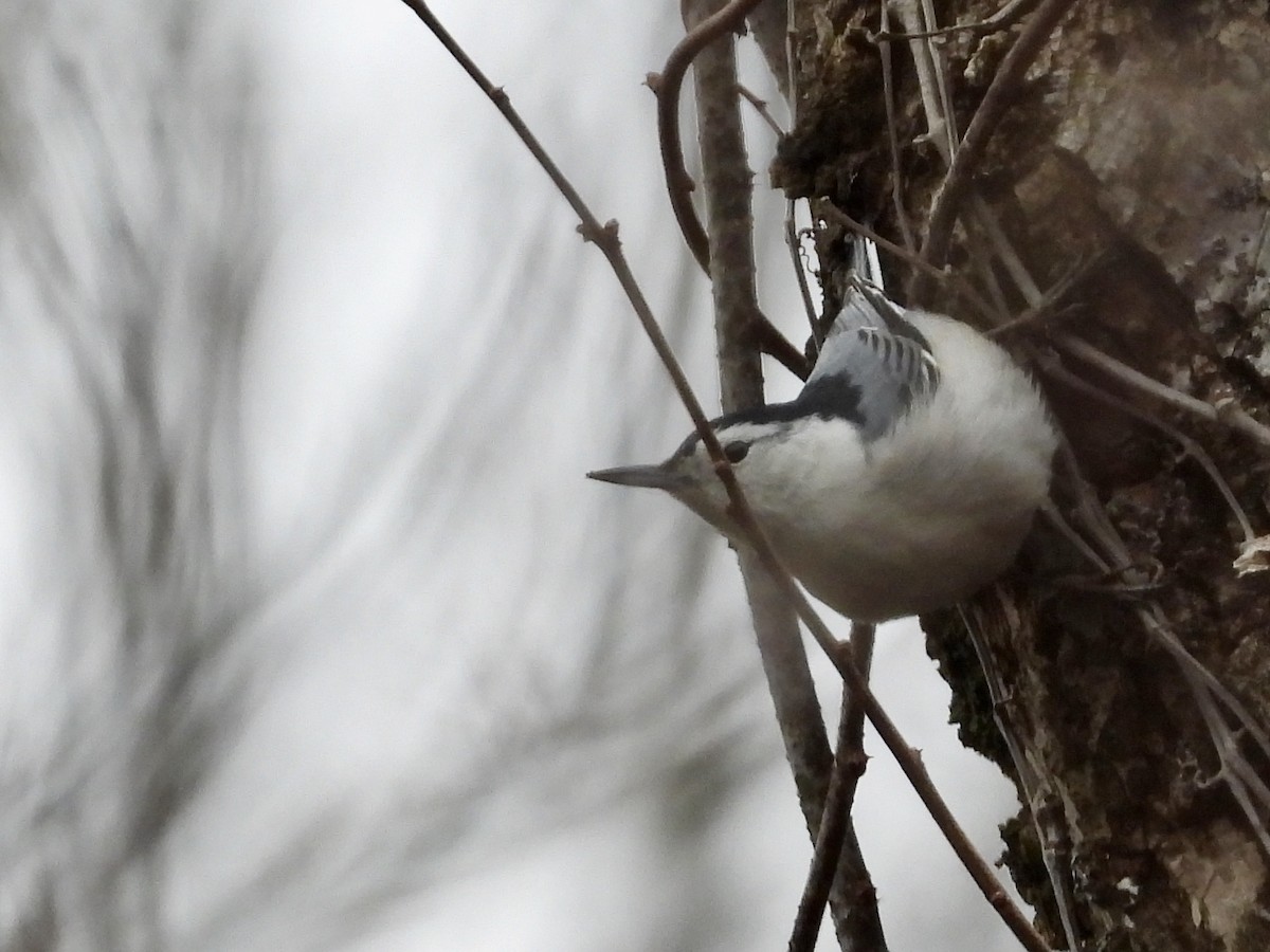 White-breasted Nuthatch - Chad Pumpelly