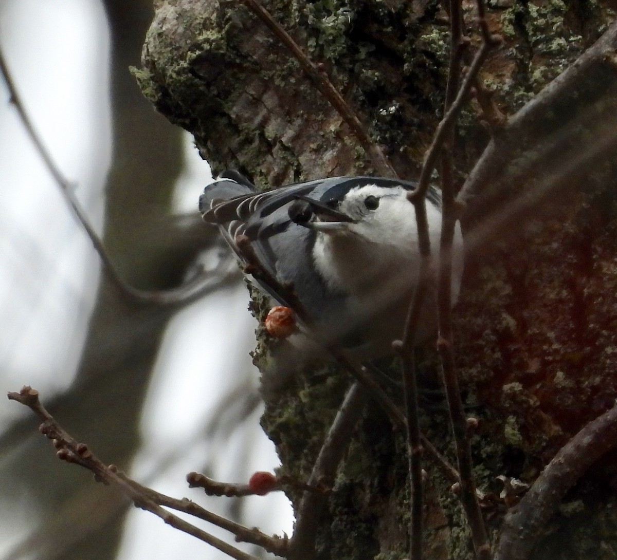 White-breasted Nuthatch - ML297208511