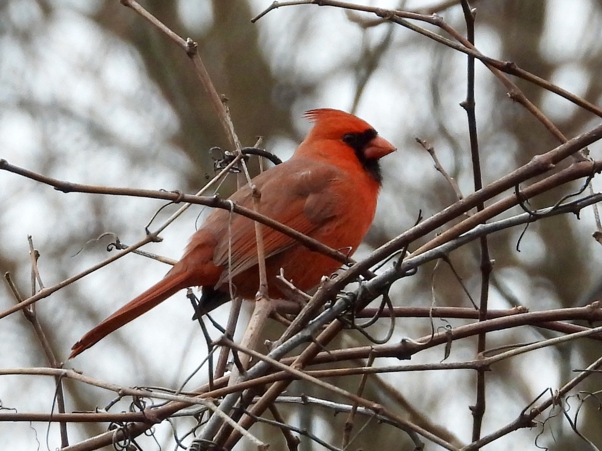 Northern Cardinal - Chad Pumpelly
