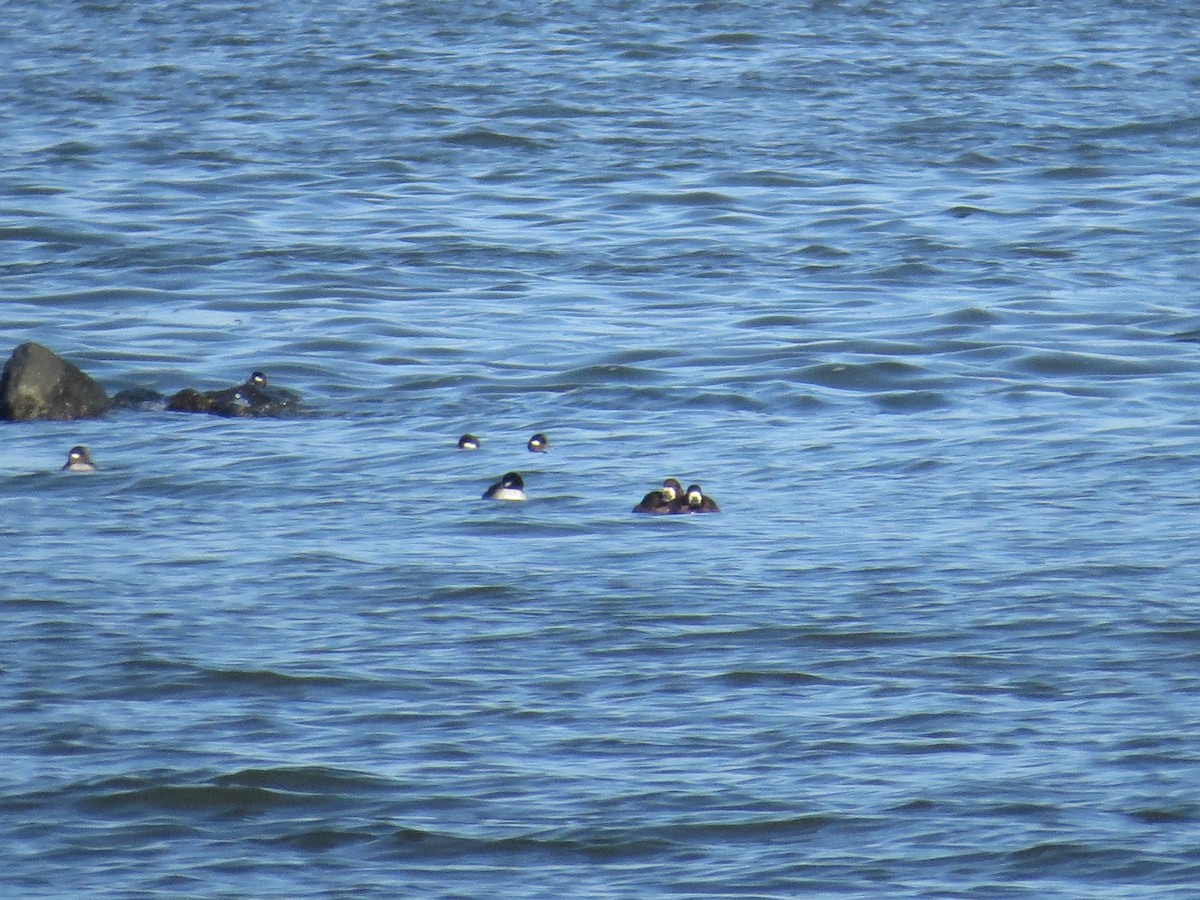 Greater Scaup - ML297214921