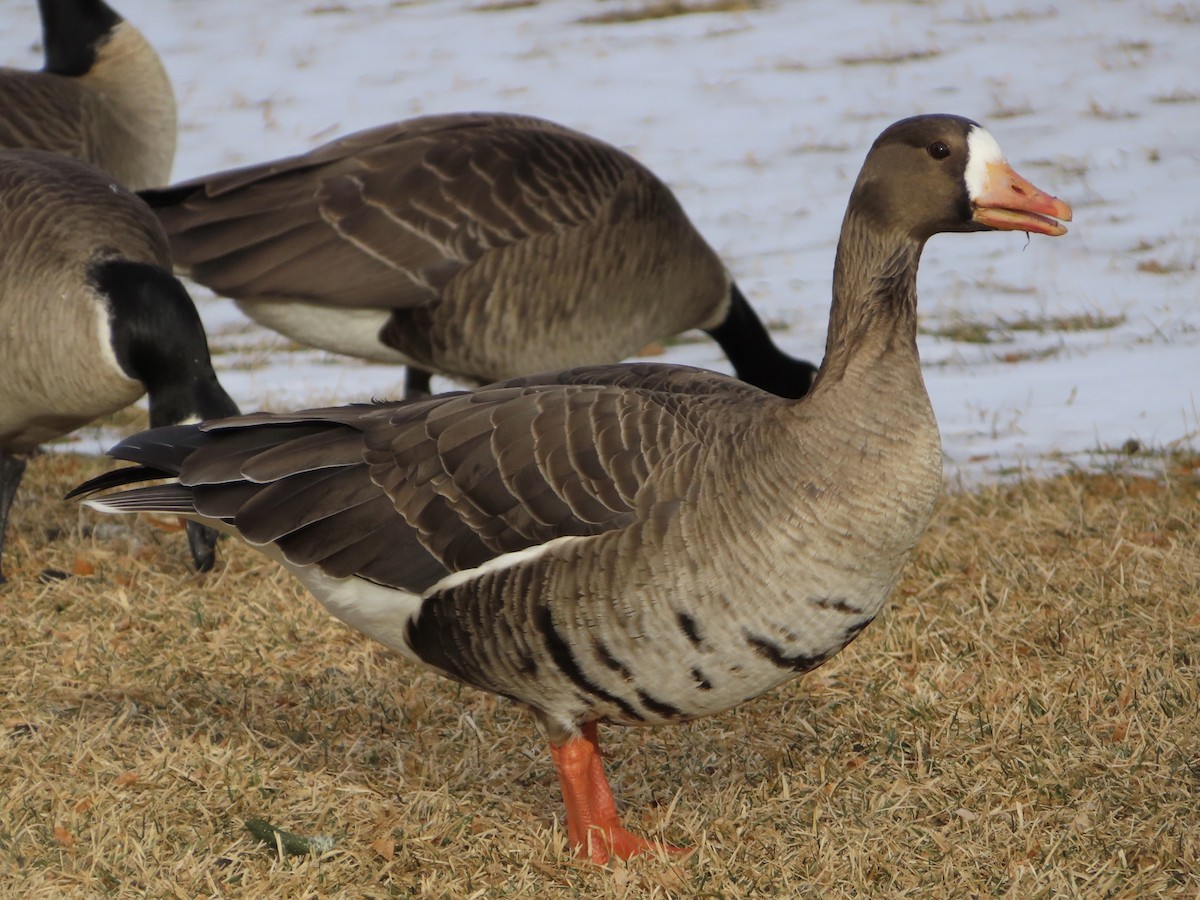 Greater White-fronted Goose - ML297215191