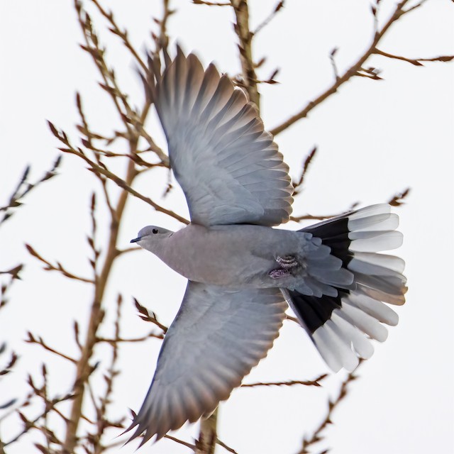 Eurasian Collared-Dove. - Eurasian Collared-Dove - 