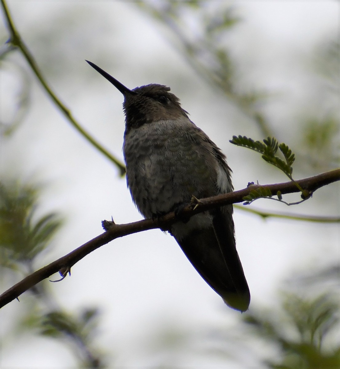 Anna's Hummingbird - ML297223411