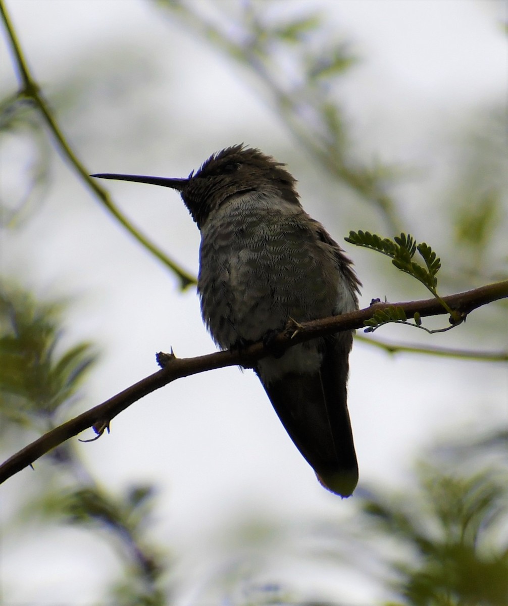 Anna's Hummingbird - ML297223421