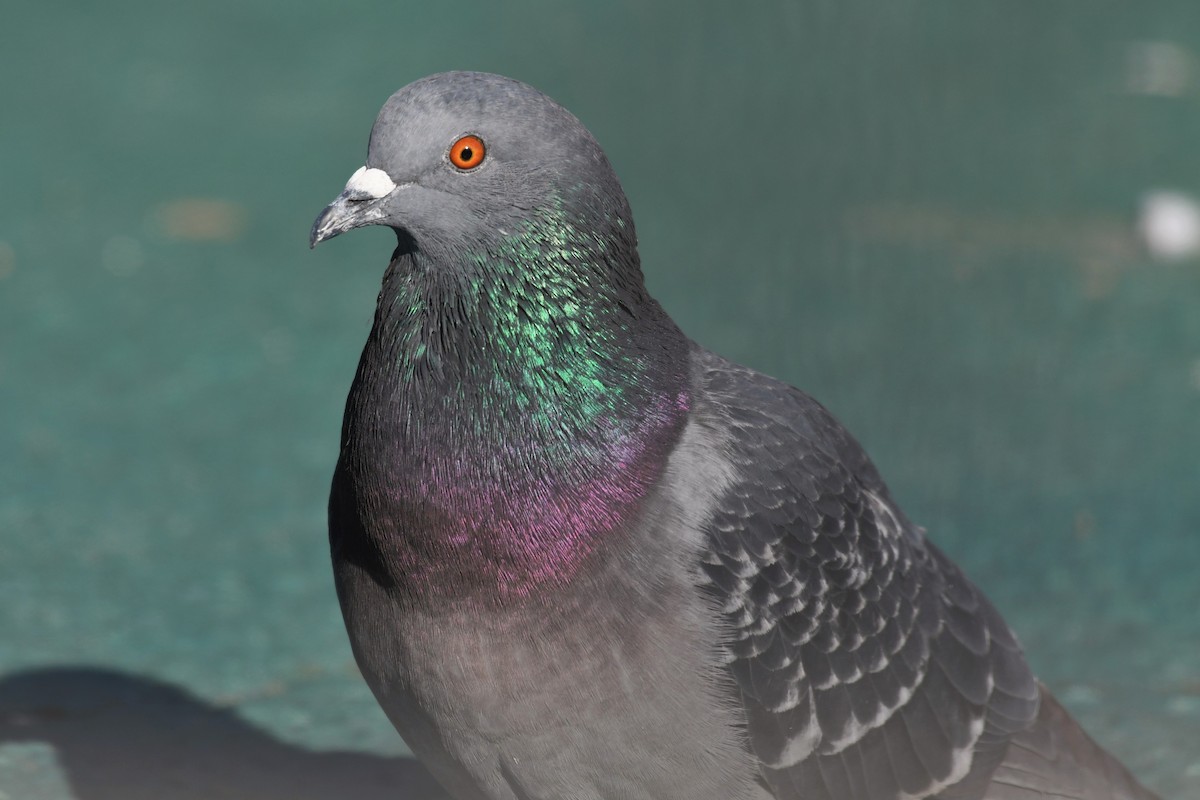 Rock Pigeon (Feral Pigeon) - Paul Nale