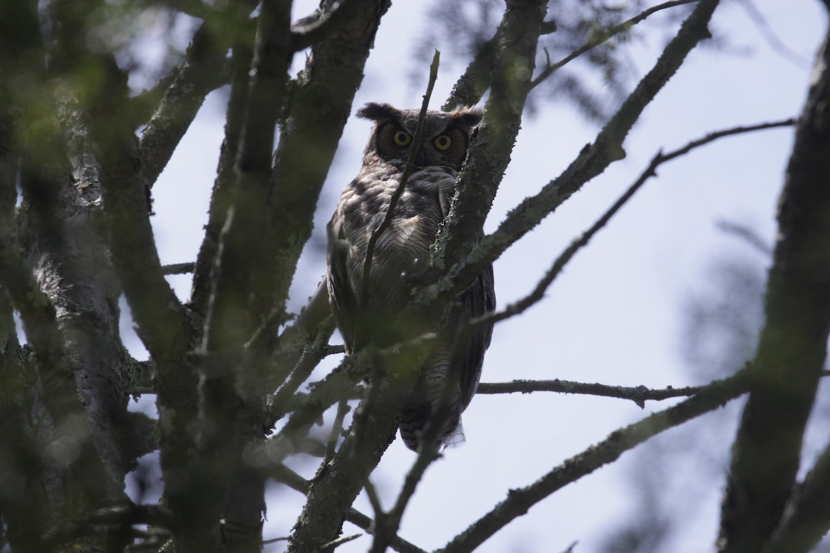 Great Horned Owl - bill belford