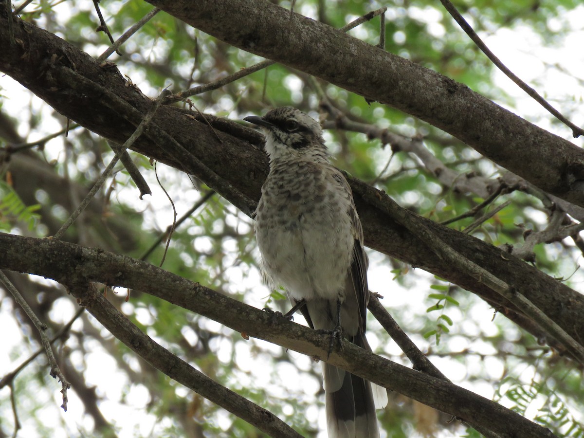Long-tailed Mockingbird - ML297231601