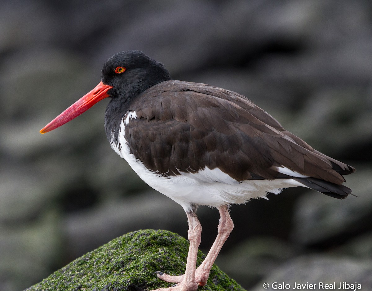 American Oystercatcher - Galo Real