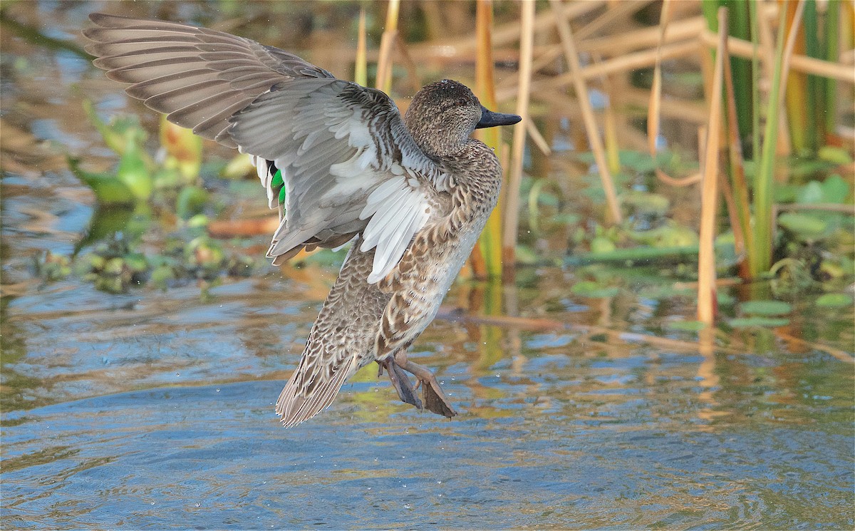 Green-winged Teal - ML297234561