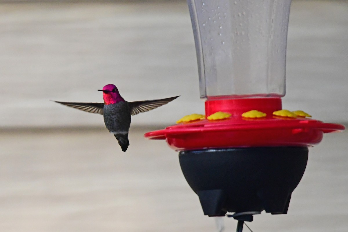 Anna's Hummingbird - Chuck and Karen Lunsford