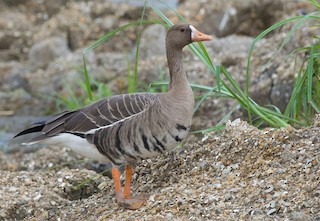 Greater White-fronted Goose, ML297244881