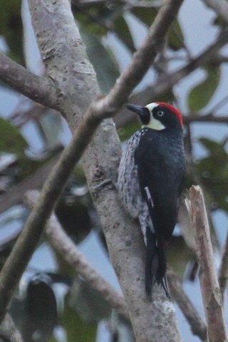 Acorn Woodpecker - ML297252351