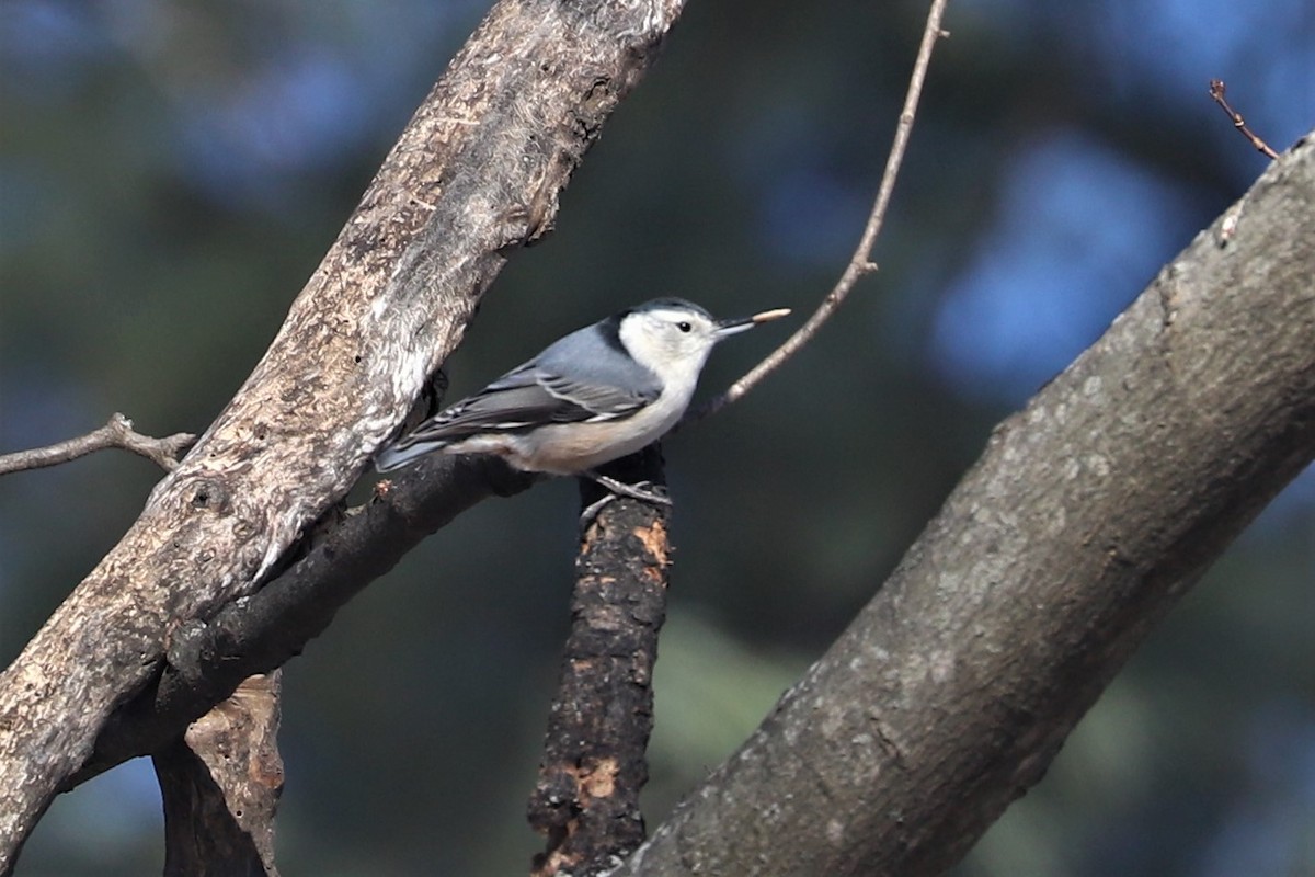 White-breasted Nuthatch - ML297254651