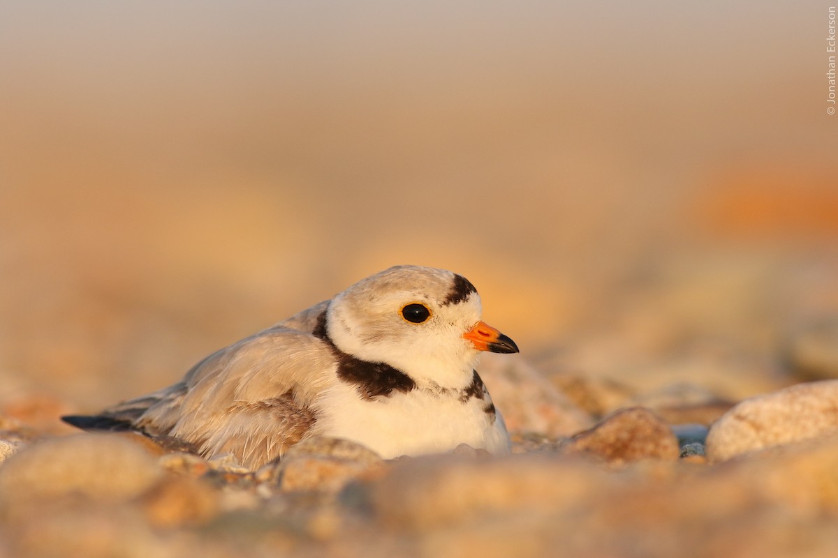 Piping Plover - Jonathan Eckerson