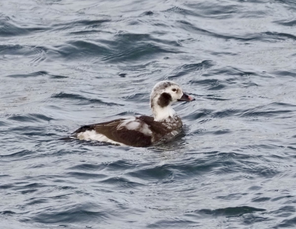 Long-tailed Duck - ML297264751