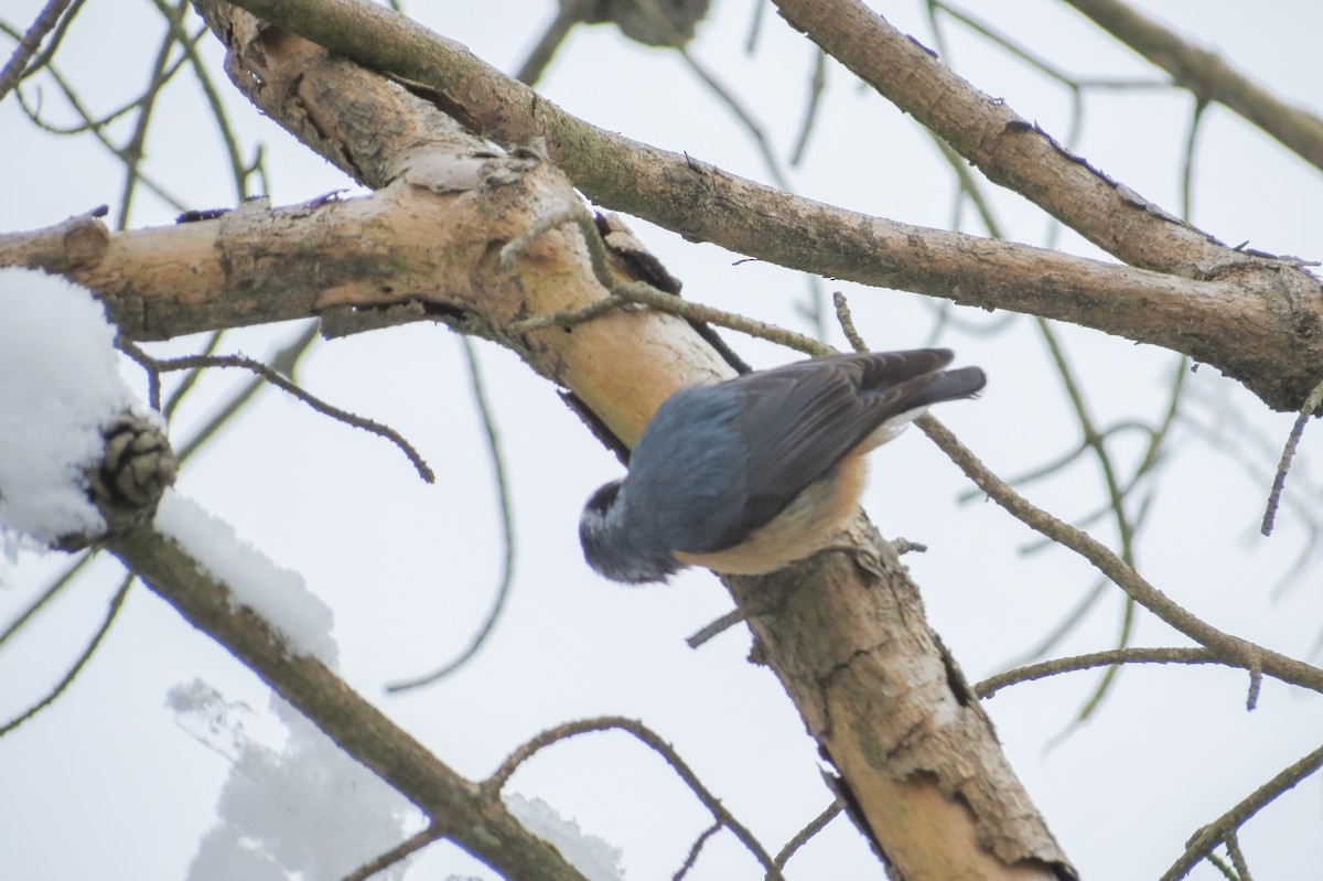 Red-breasted Nuthatch - Benjamin Guo