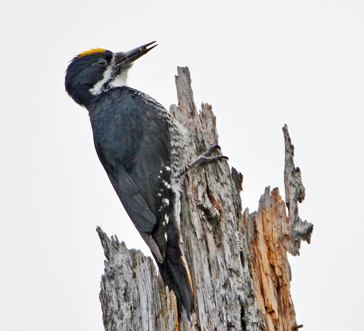 Black-backed Woodpecker - ML29727841