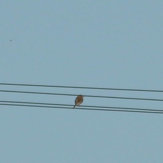 Golden-crowned Sparrow - Yousif Attia