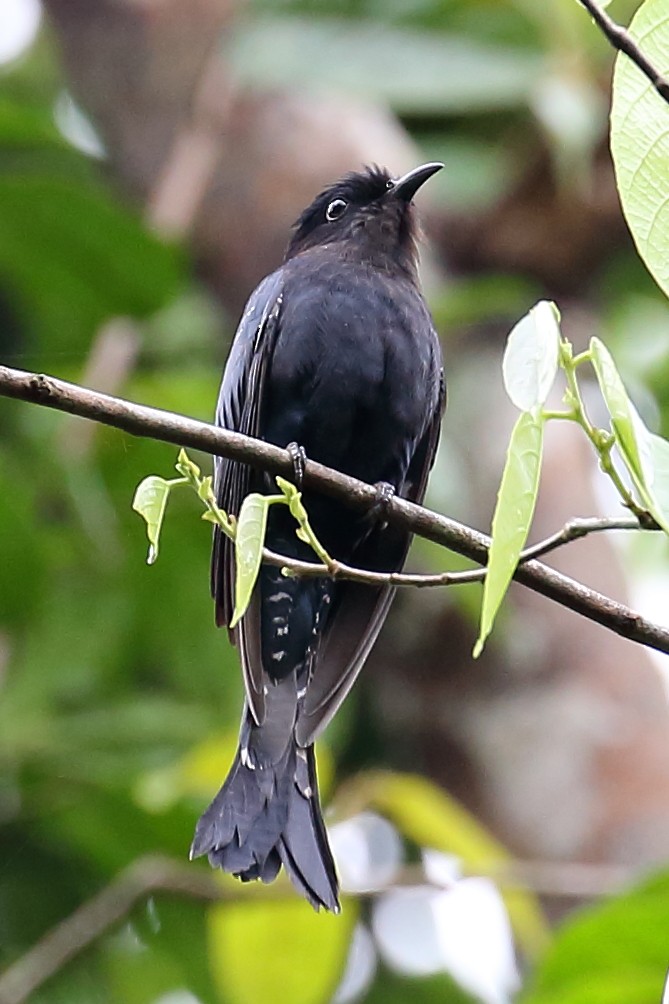 Square-tailed Drongo-Cuckoo - Peter Kyne