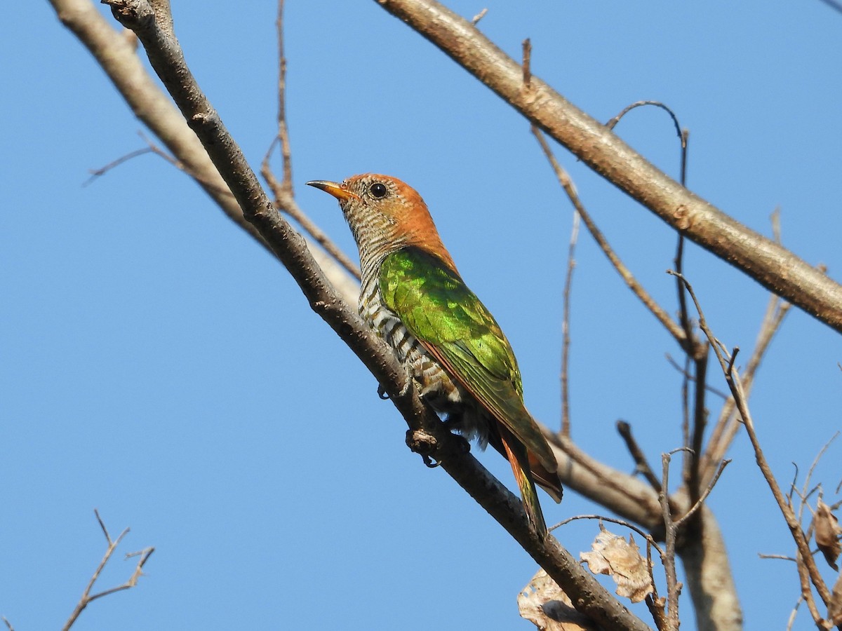 Asian Emerald Cuckoo - ML297292911
