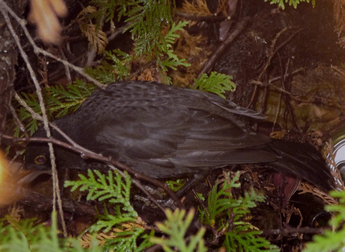 Eurasian Blackbird - ML297310881