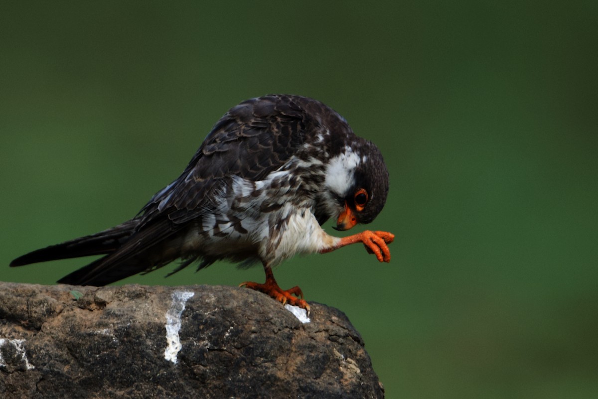 Amur Falcon - Snehasis Sinha
