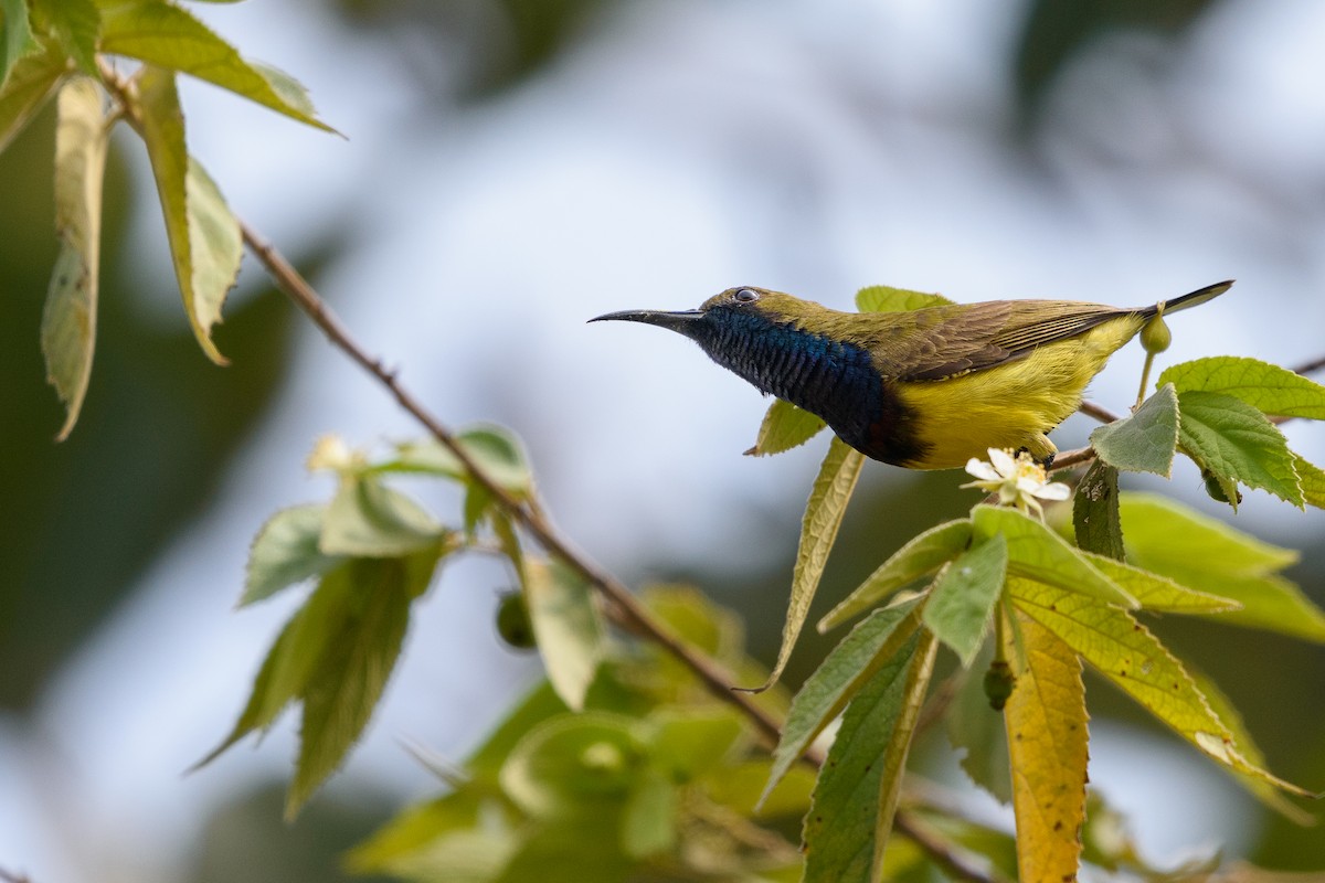 Ornate Sunbird - Marwin Pongprayoon