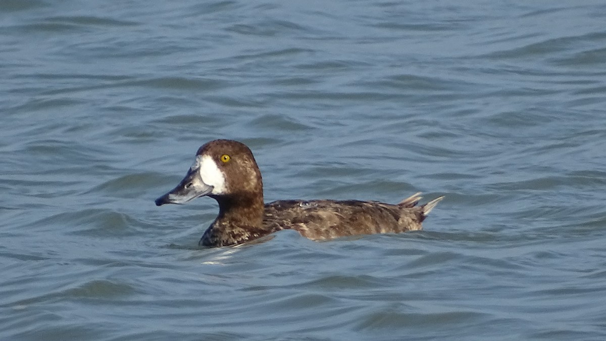 Greater Scaup - ML297312521