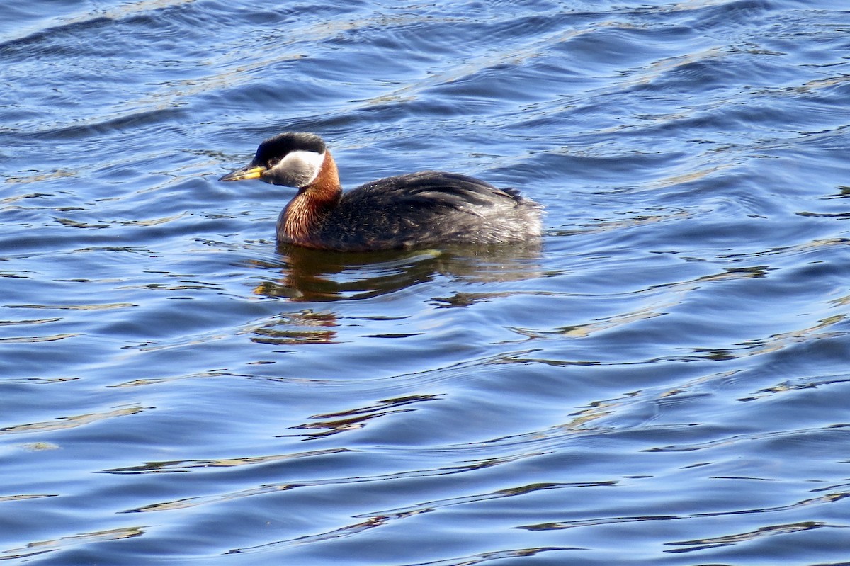 Red-necked Grebe - ML297312741