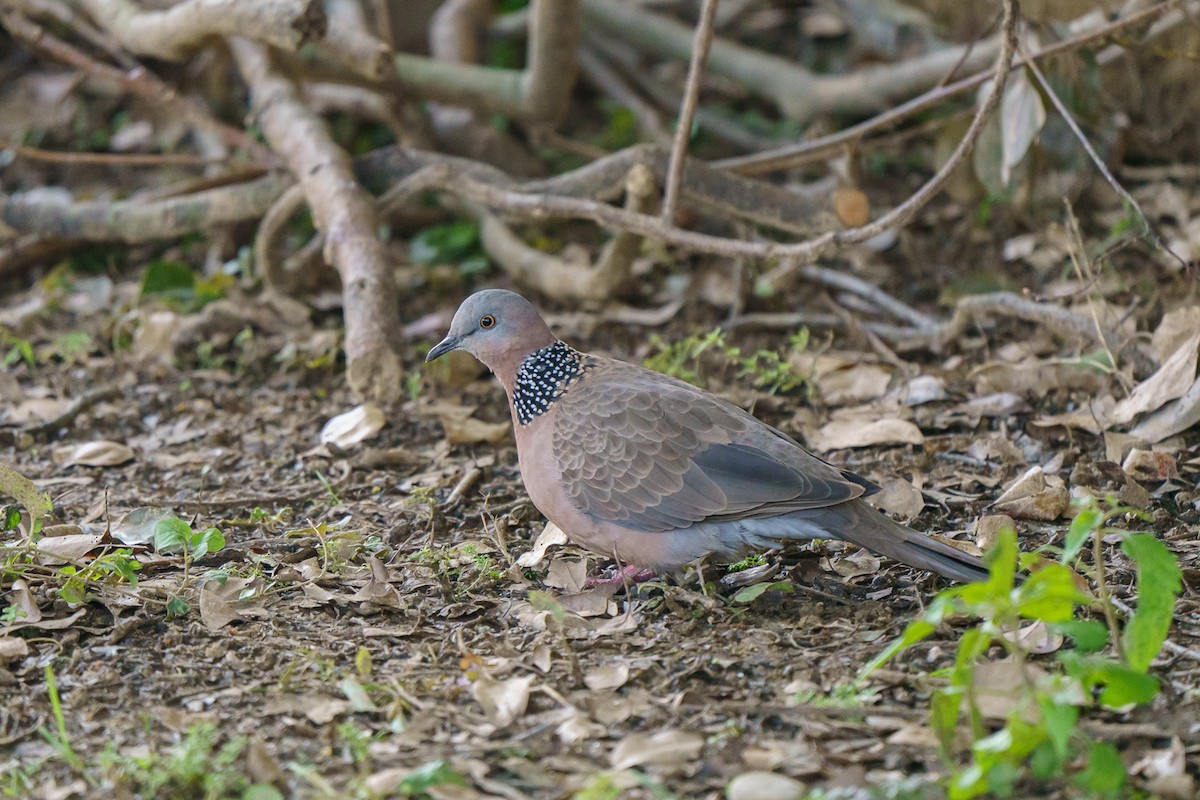 Spotted Dove - Busey Bird