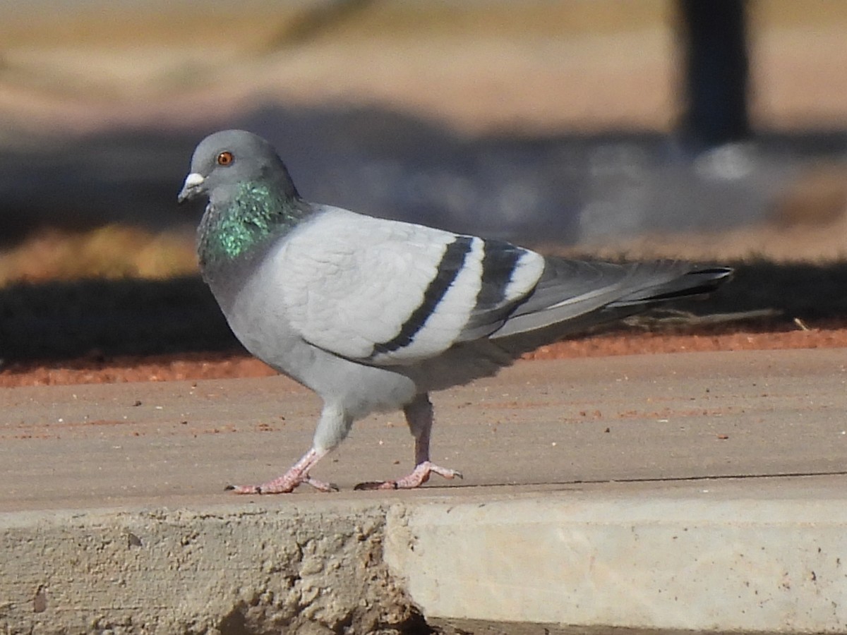 Rock Pigeon (Feral Pigeon) - ML297320251