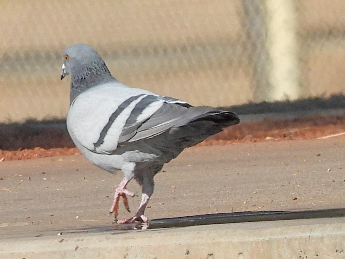 Rock Pigeon (Feral Pigeon) - ML297320401