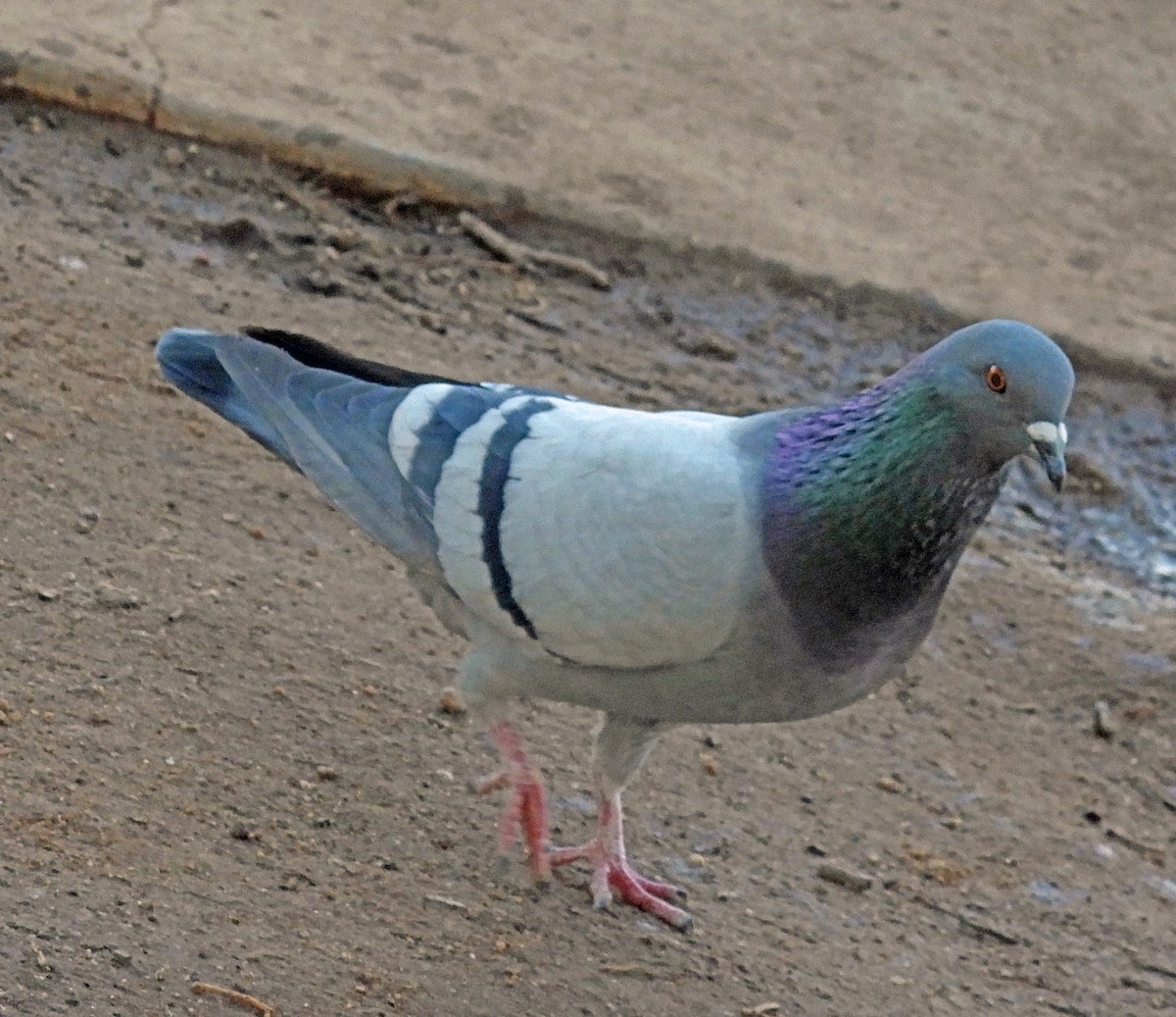 Rock Pigeon (Feral Pigeon) - ML297320491