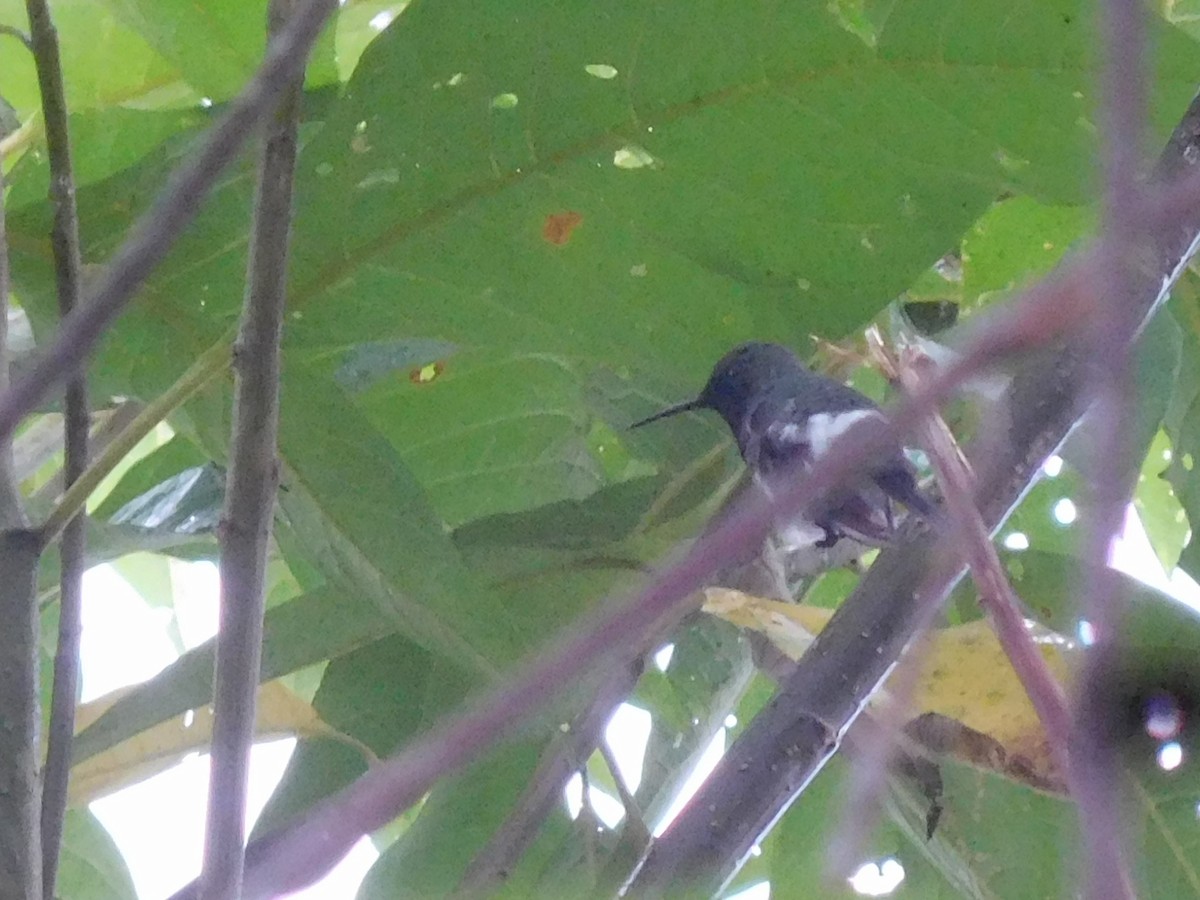 Black-bellied Thorntail - Cory Santander Velástegui