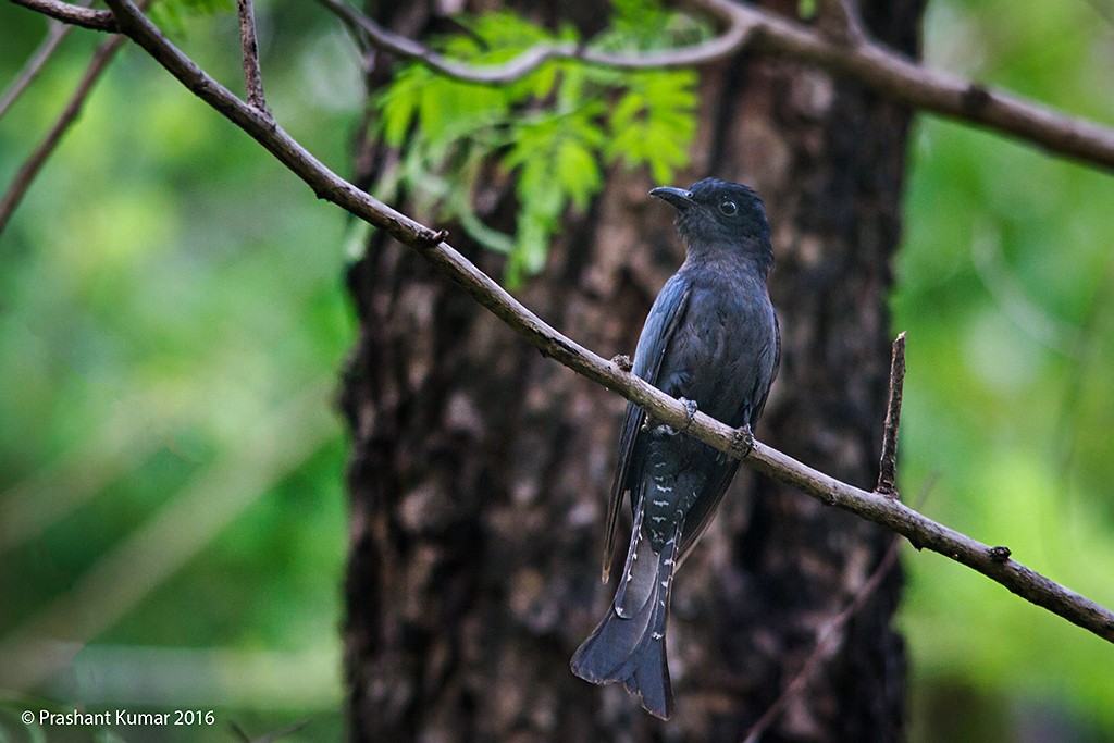 Square-tailed Drongo-Cuckoo - Prashant Kumar