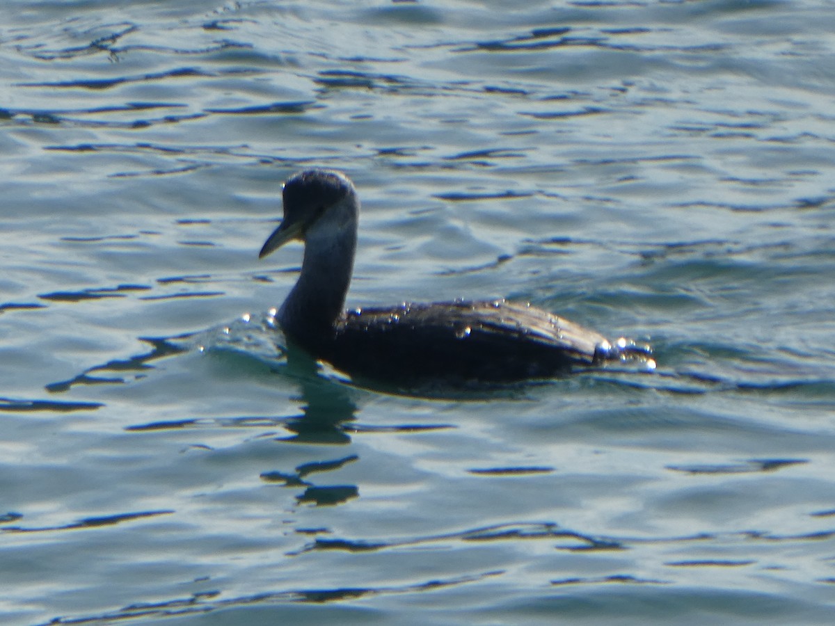 Red-necked Grebe - ML297322811