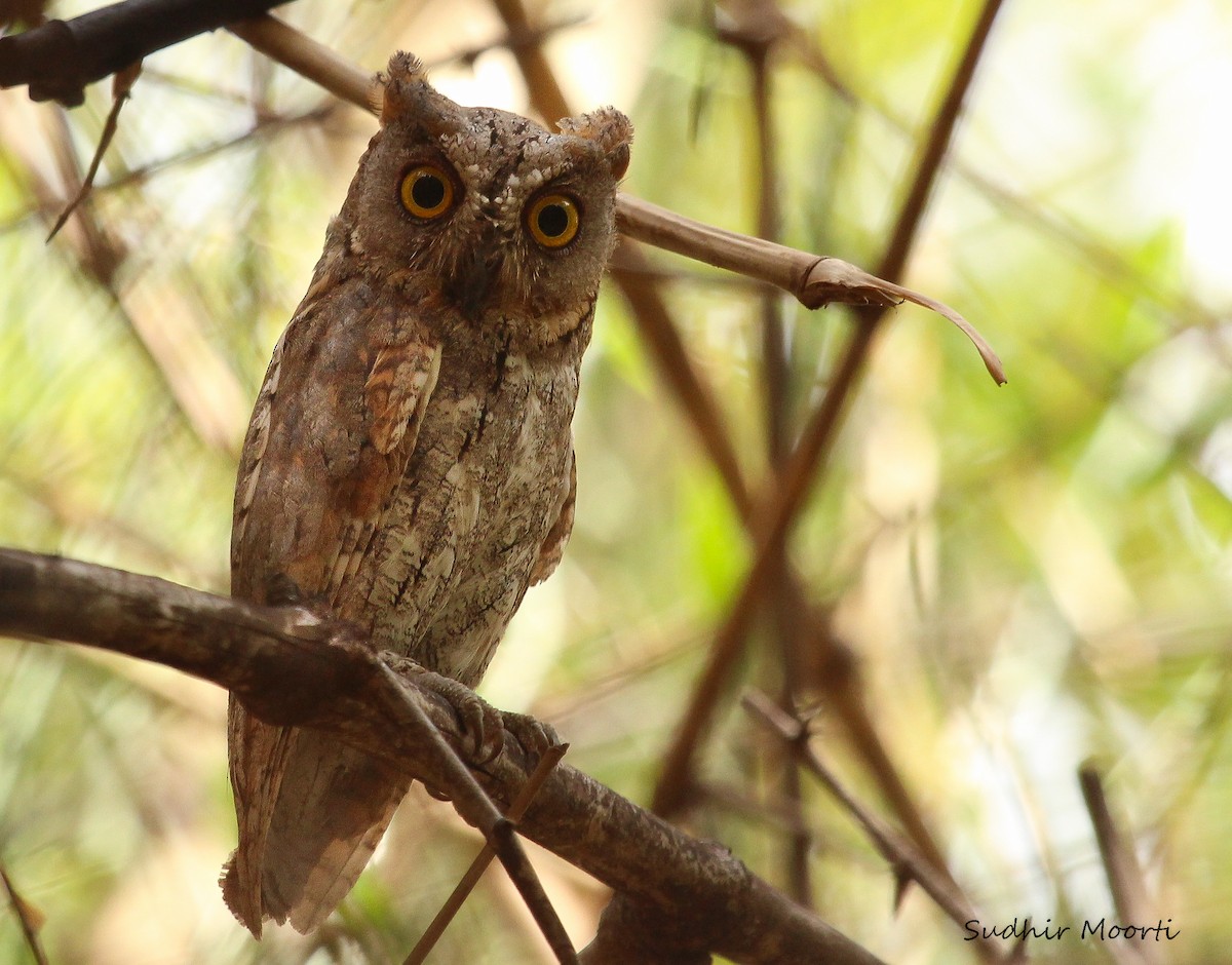 Oriental Scops-Owl - Sudhir Moorti